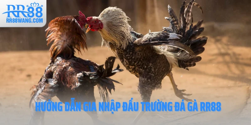 Hướng dẫn gia nhập đấu trường đá gà RR88