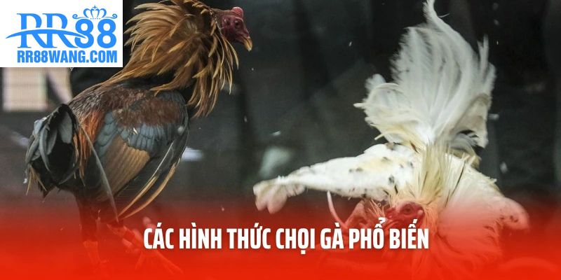 Các hình thức chọi gà phổ biến