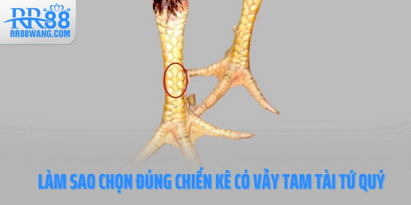 Làm sao chọn đúng chiến kê có vảy Tam Tài Tứ Quý